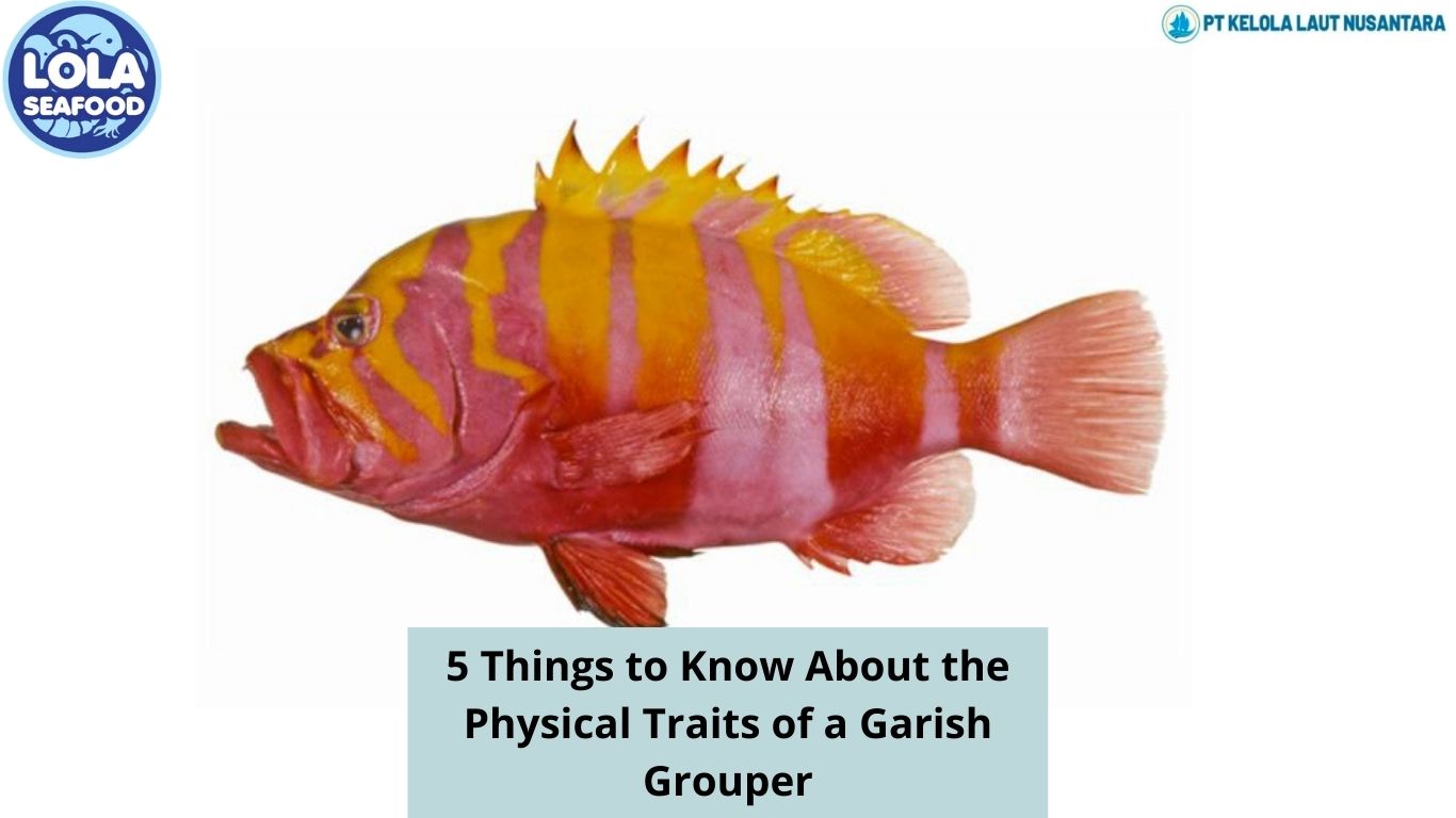 5 Things to Know About the Physical Traits of a Garish Grouper